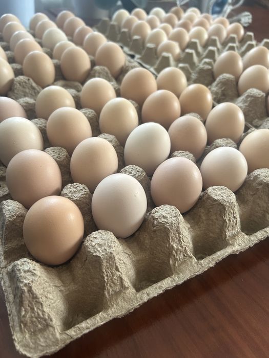 Продам инкубационные яйца