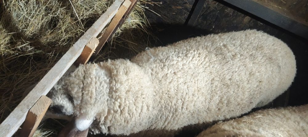 Berbec Carabas 1.6 ani