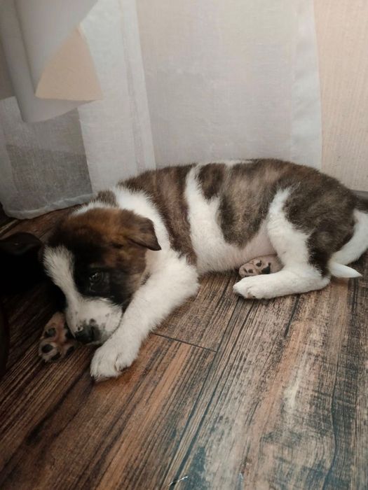 Щенки в добрые руки