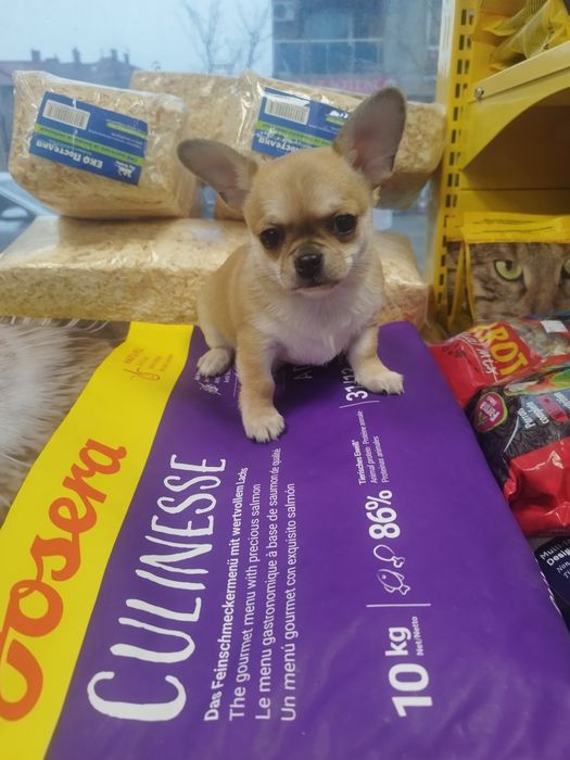 Чихуахуа момченце