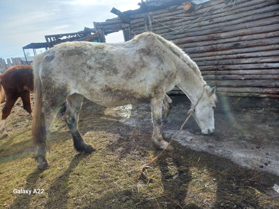 Бие, тай сатылады