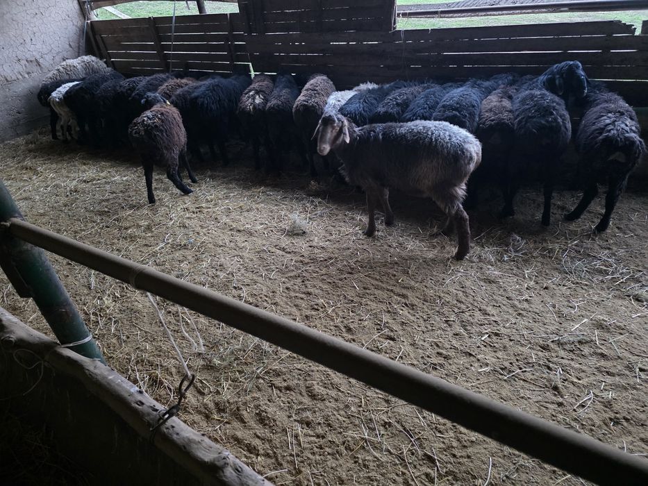 Кошкарлар сатылады