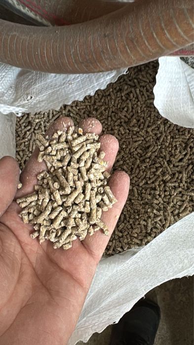 Кур-несушка в мешках