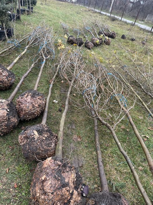 Copaci Tei Platan Mesteacan catalpa