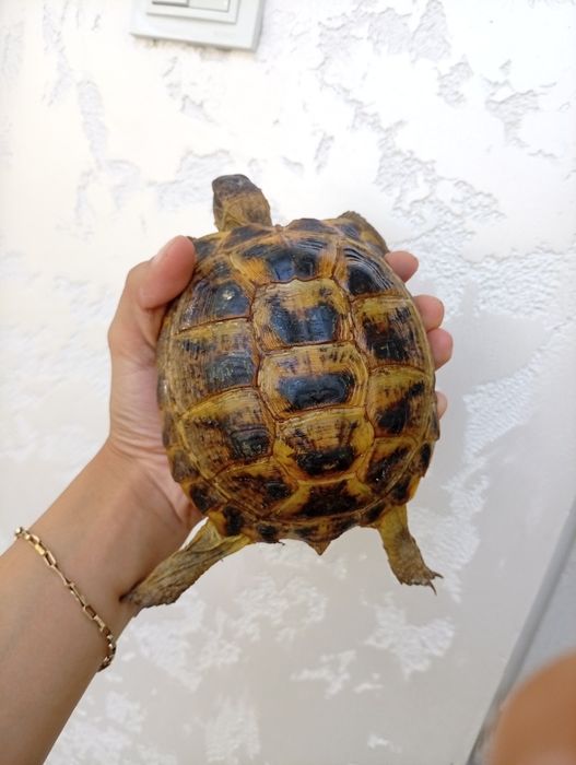 Toshbaqa sotiladi!(Продается черепашки!)