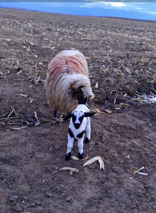 Miei de vanzare -Sibiu