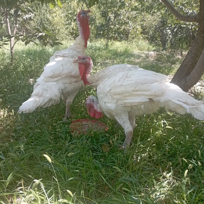 Kurka big6 soğlom tabiiy sharoitda boqilgan