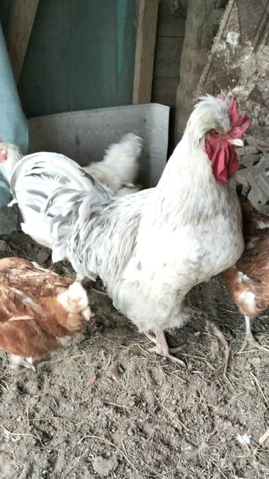 Продаётся  петух