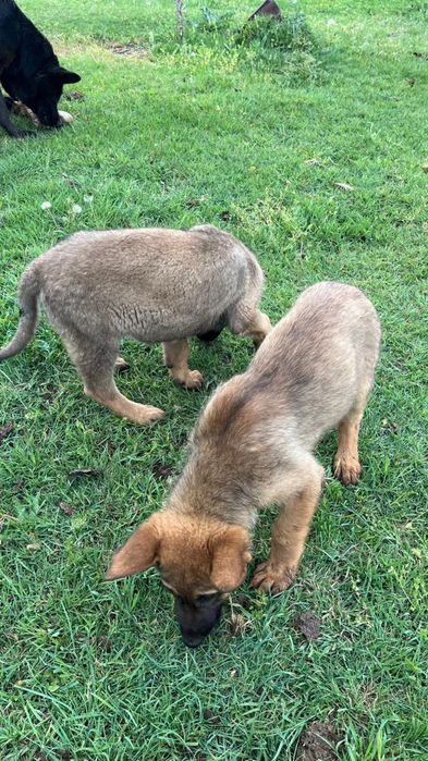 Бельгиски овчарка