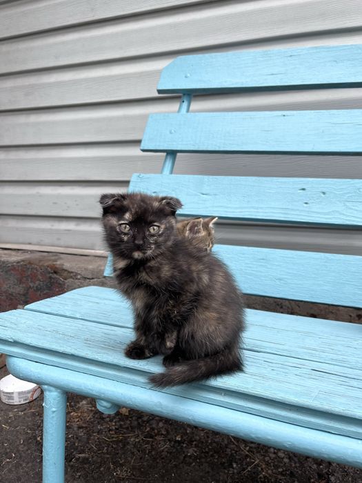 Отдам котят 2,5 мес