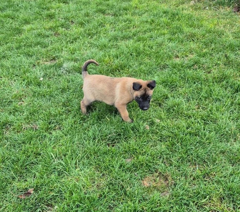 Ciobanesc belgian malinois pedigree