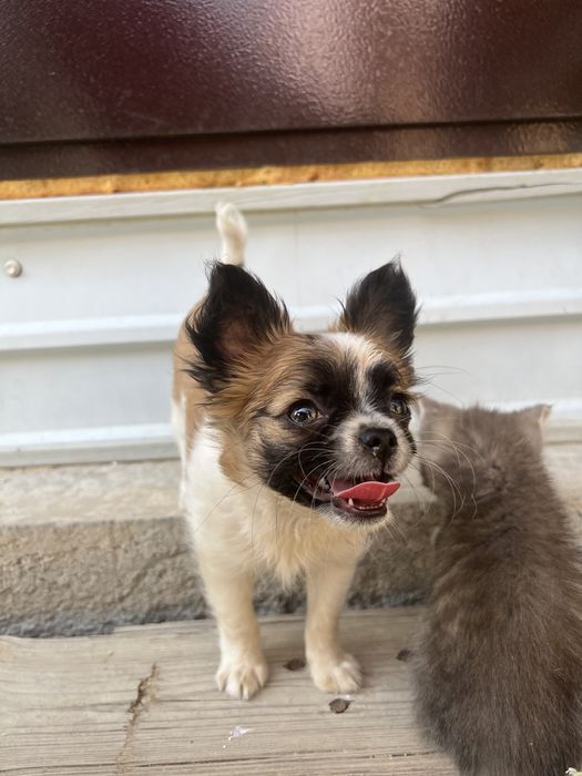 Чихуахуа мальчик, с документами