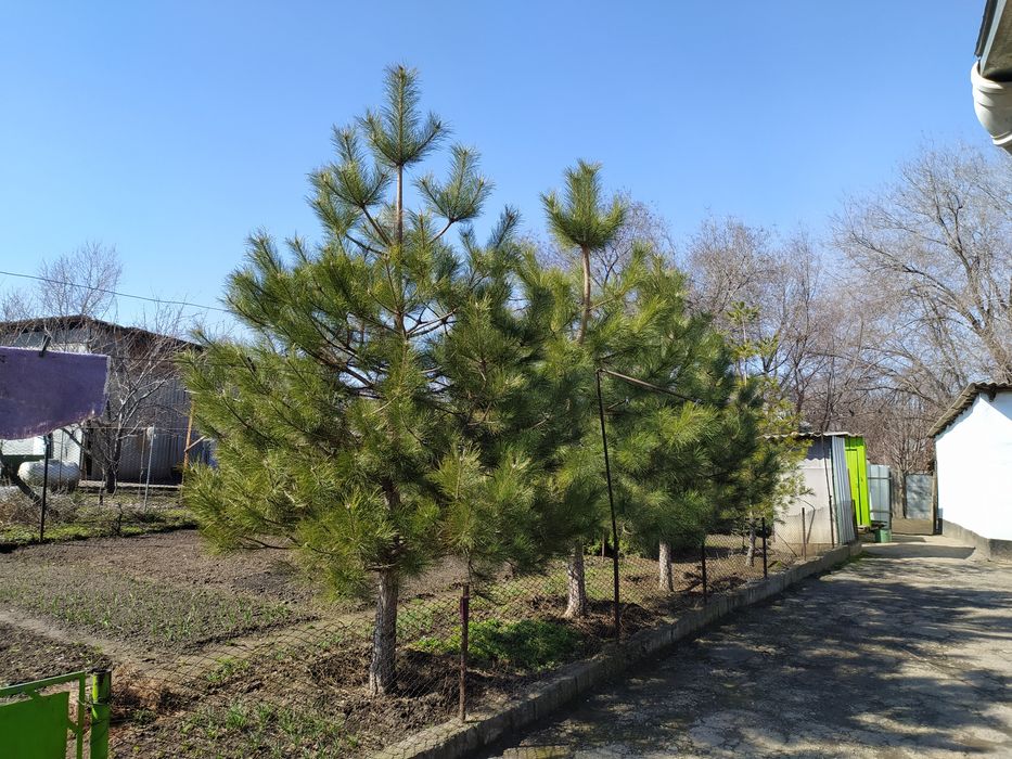 Продам сосны крымские 3-4м
