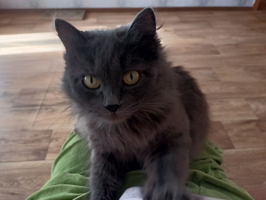 Кошечка 1 год, стерилизованна,ходит  в лоток с наполнителем