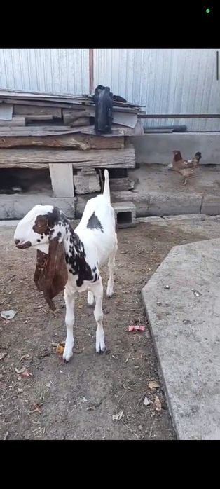 Козочка Гулаби Макачинка