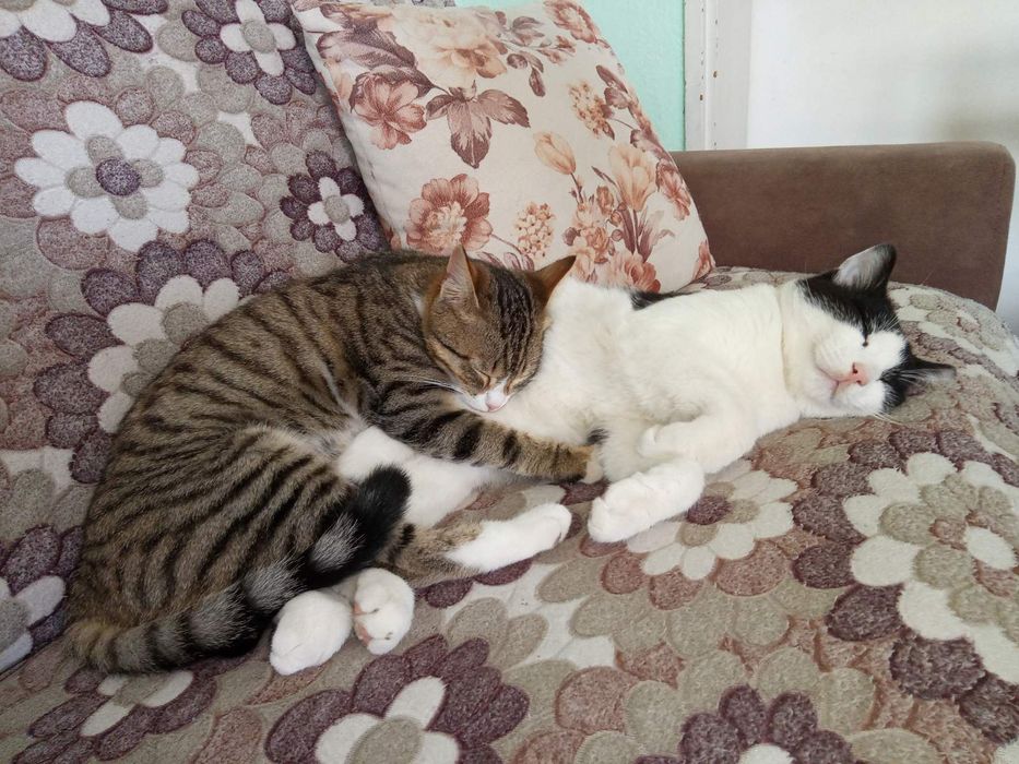 Хотел за кучета, котки, зайци, гризачи и птици