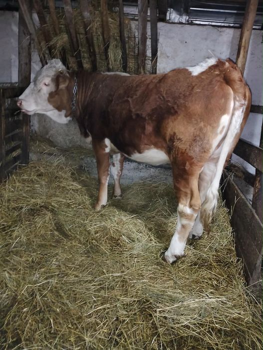 Junincă gestantă 7 luni, preț negociabil