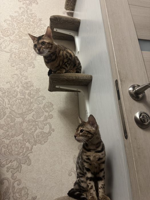 Бенгальский Котенок