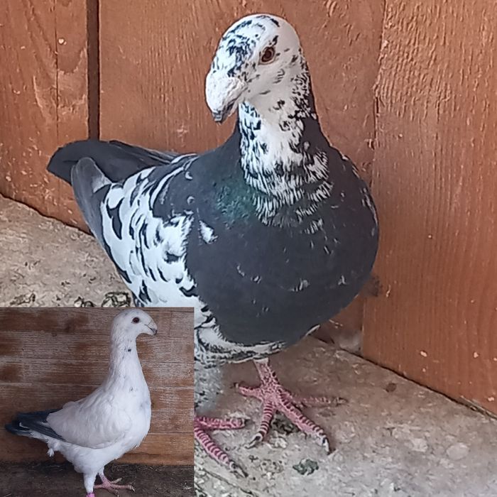 Porumbei disponibili