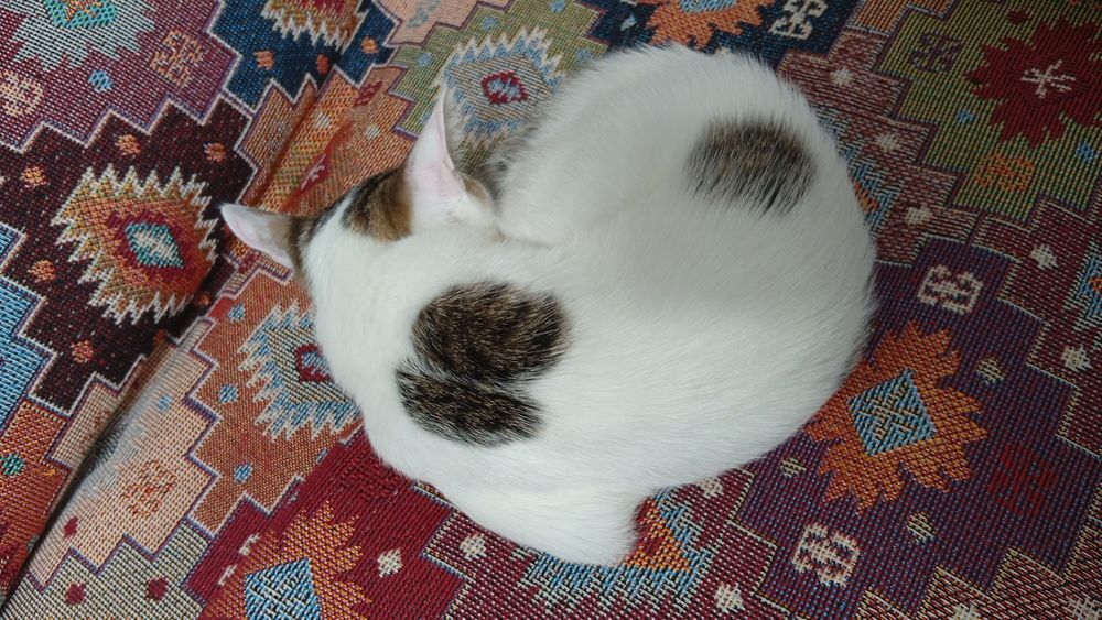 Отдам котенка в добрые руки