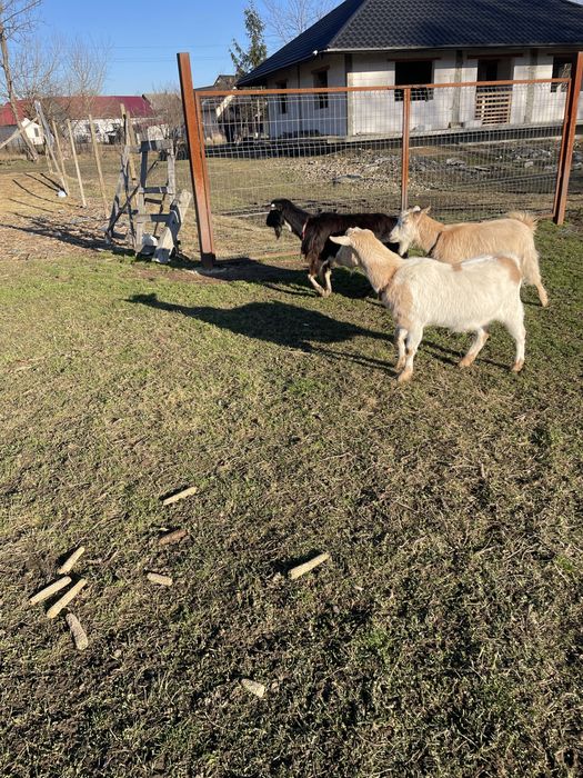 Capre montate cu țap anglonubian pur schimb cu cereale