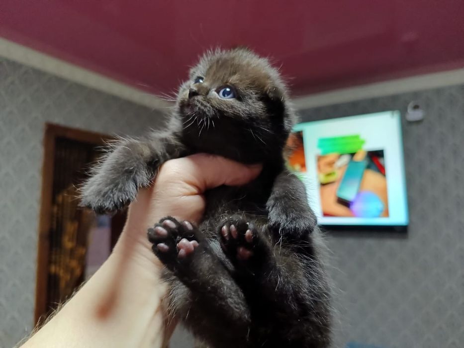 Вислоухий Мальчик.