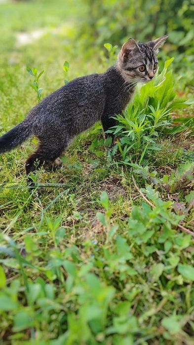 Отдам котенка в добрые руки