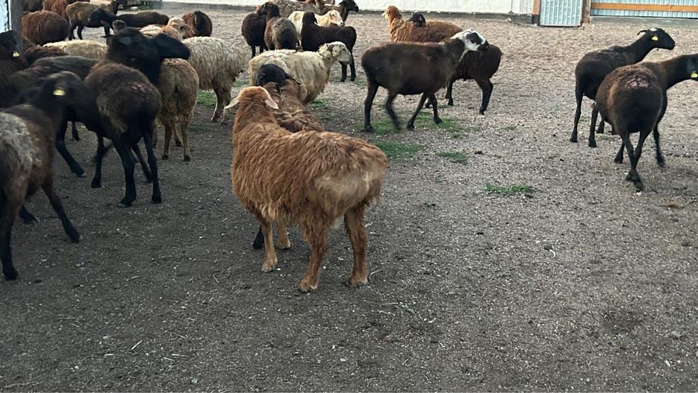 Продам бараны Едилбайской породы