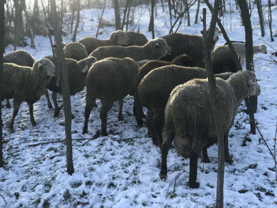 De vânzare 13 oii + 1 berbec  cu 11 miei și unele în curs de fătare