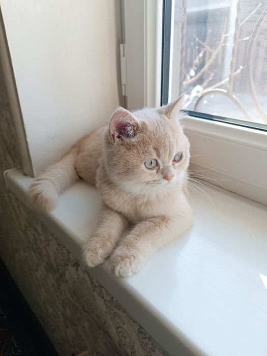 Шотландский скотишь страйт мальчик 6 месяца