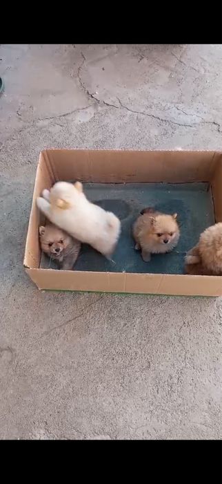 Померани на 2 месеца