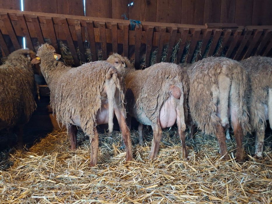 Oi tigaie varietate ruginie