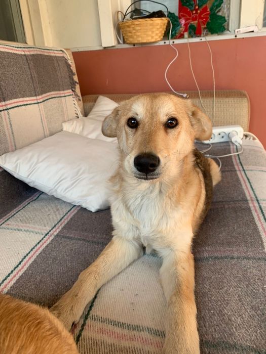 Ищем дом собачке