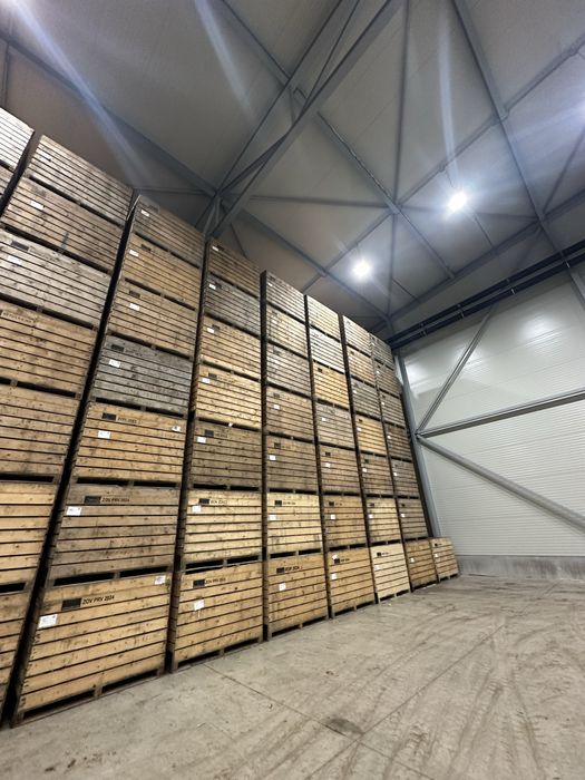 Sămânță de cartofi 2025