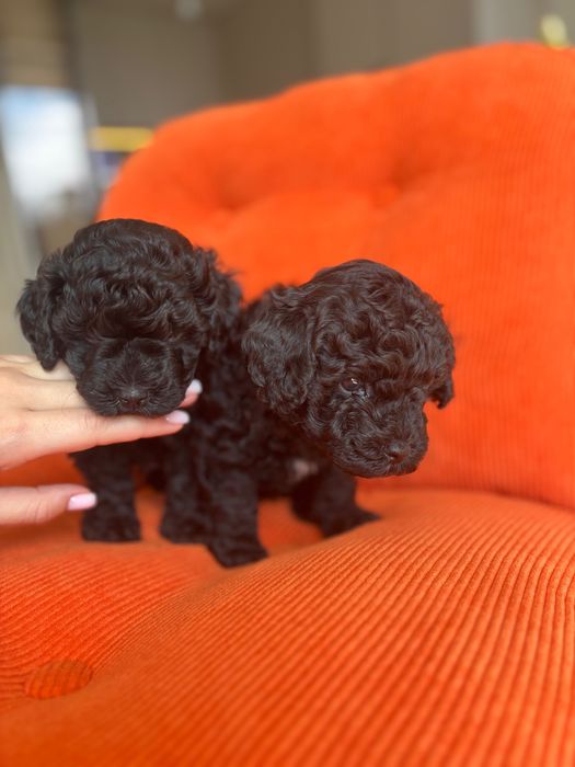 Черен Той пудел момче и момиче