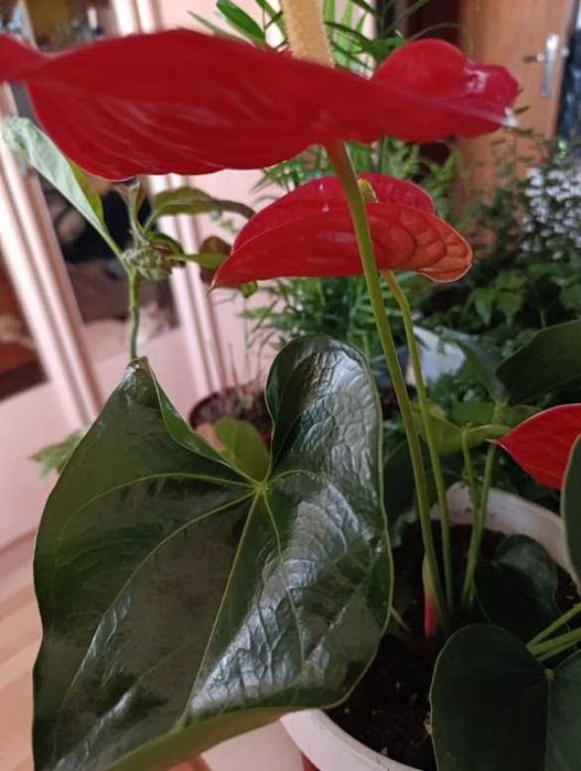 Палма прекрасна 120см.