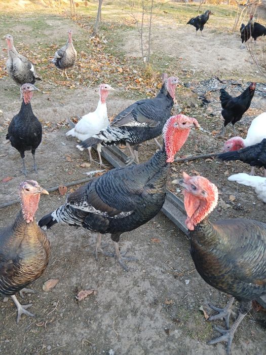 KURKA 40 ta bor donagaham sotamiz