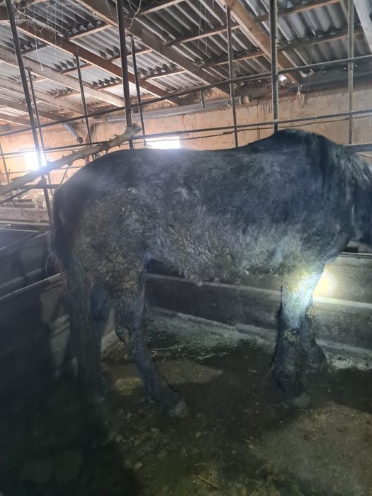 Жылқы сатылады. Продам лошадь