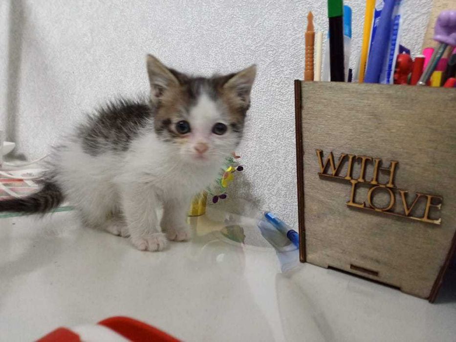 Отдам котят в добрые руки