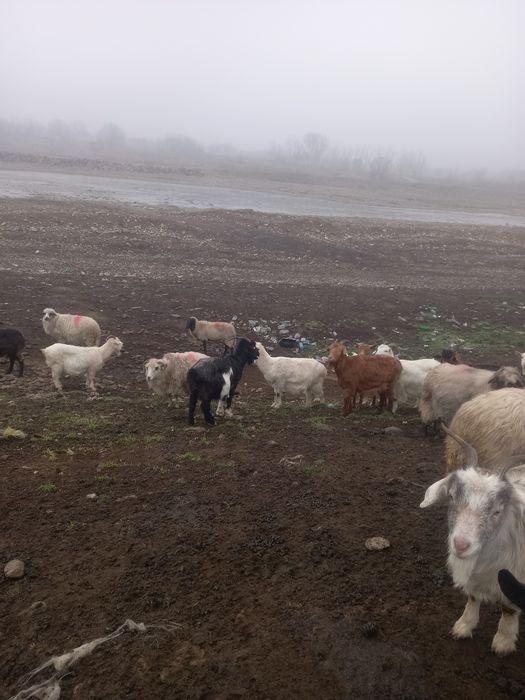 Vând capre bune și gestanta