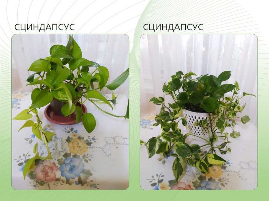 Домашние цветы. Сциндапсусы