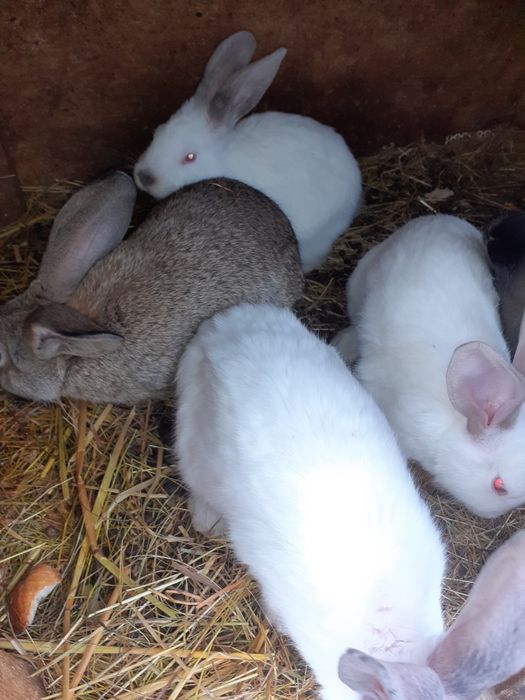 Vand iepuri de rasă.