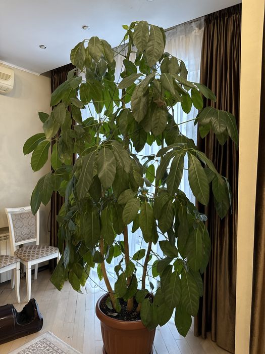 дерево цветок длмашний