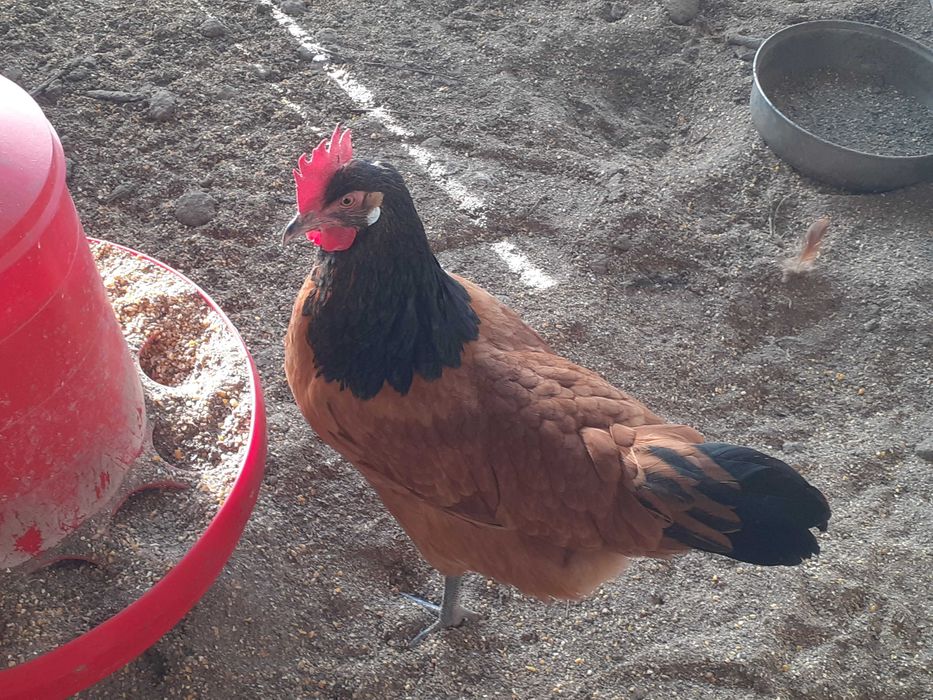 Oua de incubat Vorwerk