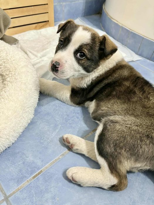 Cățelușa de adoptat