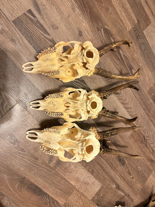 Trofee caprior , trofeu coarne cerb , carpatin , design rustic