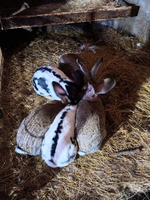 Urias german de vanzare