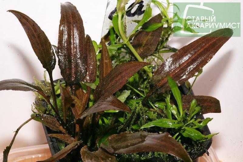 Растения в аквариум.