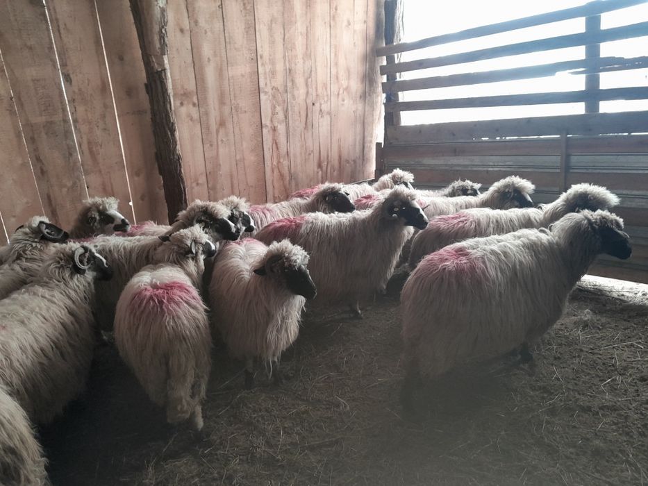 Disponibile 16 oi și un berbec