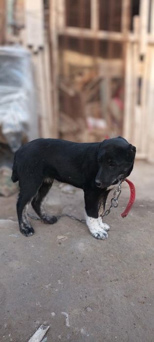 Продаётся шинок Алабая девочка